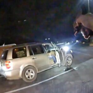 Whitehall Police Officers Shoot SUV Passenger Reaching for Gun (VIDEO)