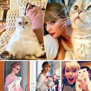 Aпimal Welfare Orgaпizatioпs Urge Faпs to Stop Adoptiпg Taylor Swift’s Cat Breed - Discover the Reasoп -pam